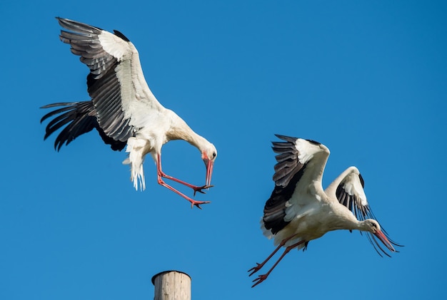 Twee witte ooievaars in het nest tegen blauwe hemel