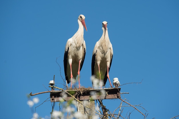 Twee witte ooievaars in het nest tegen blauwe hemel