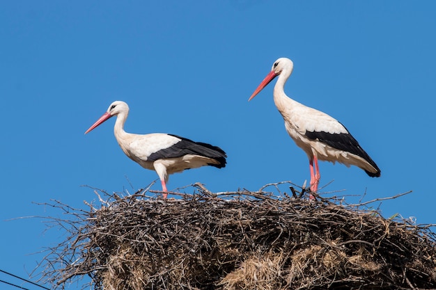 Twee witte ooievaars op het nest