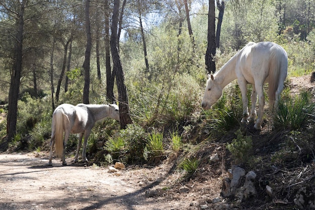 Twee witte paarden grazen in het bos