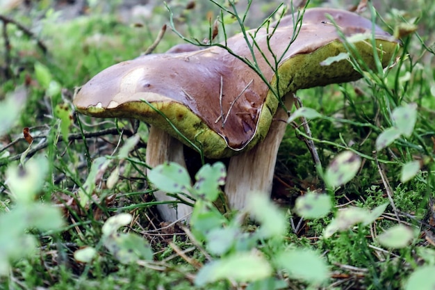 Twee witte paddenstoelen met een Siamese dop aan de bosrand op een herfstdag zijaanzicht close-up