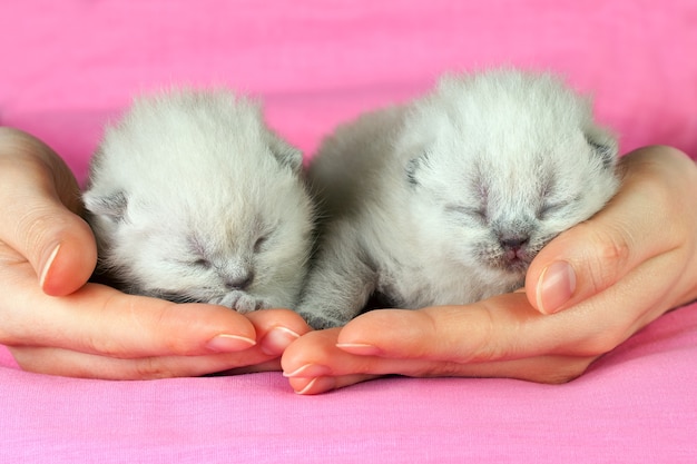 Twee witte pasgeboren kittens in vrouwelijke handen