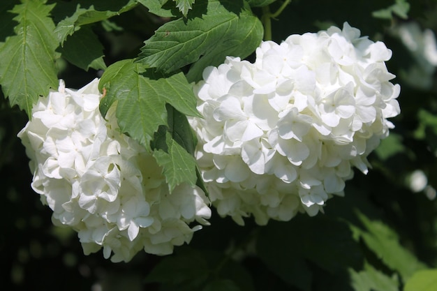 Twee witte rhodendronknoppen die in de zon liggen te zonnebaden