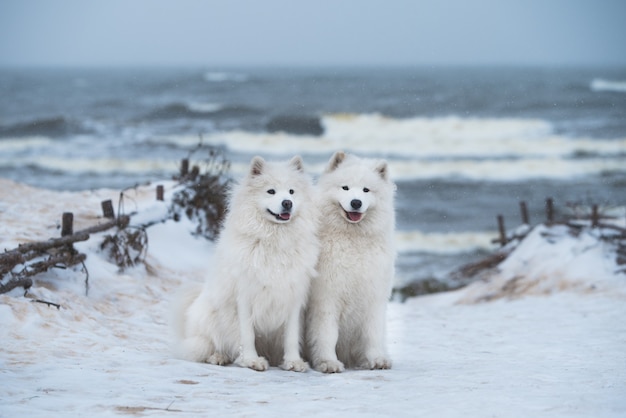 Twee witte Samojeed-honden zijn op het sneeuwstrand in Letland