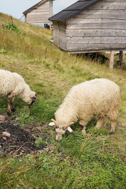 Twee witte schapen grazen op gras midden in een veld bij houten huizen
