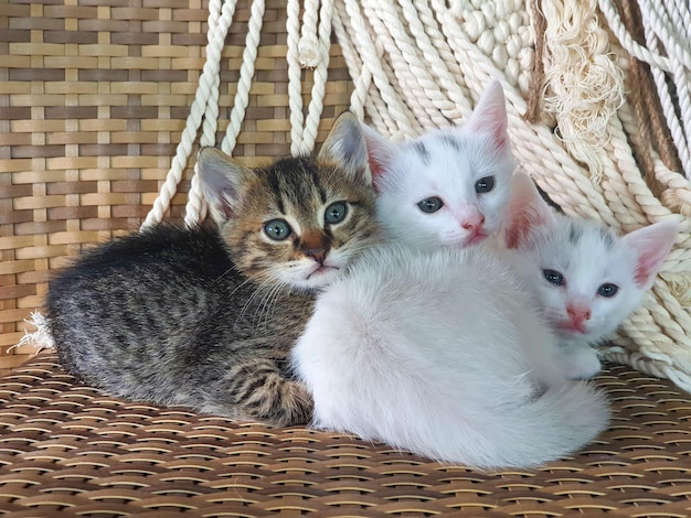 Twee witte tabby kittens