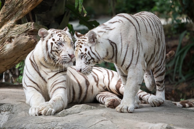 Twee witte tijger in de jungle.