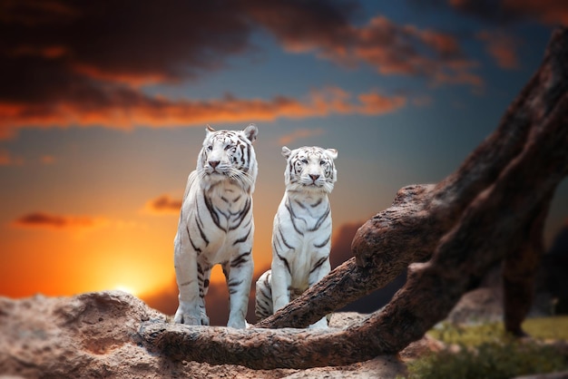 Twee witte tijger zittend op een rots