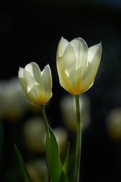Twee witte tulpen op een donkere achtergrond Lente meerjarige bloeiende planten gekweekt als ornamenten voor zijn schoonheid en bloemige geurgeur Close-up boeket van mooie tulp bloemen met groene stengels