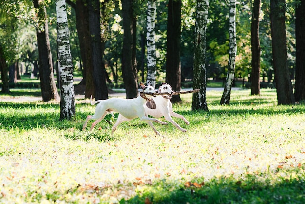 twee witte whippets rennen en spelen buiten in het park