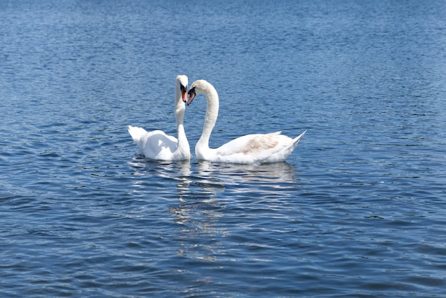 Twee witte zwanen die op het meer drijven. Prachtig moment waarop ze hun hoofd naast elkaar leggen