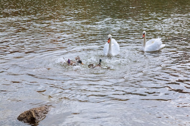 Foto twee witte zwanen drijven op water in park witte zwanen drijvende rivier