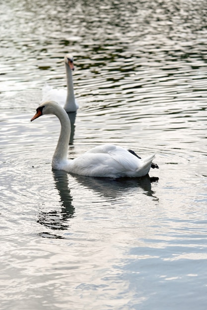 Twee witte zwanen met lange halzen zwemmen in het meer. Verticale opname