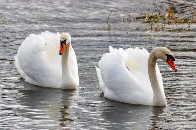 Twee witte zwanen met opgeheven vleugels die op rivieroppervlak zwemmen