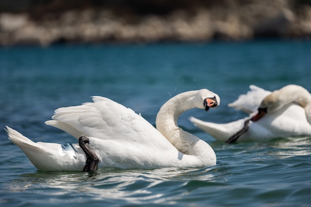 Twee witte zwanen sluiten omhoog. Paar romantische zwanen op de vijver. Zwanen zwemmen op het meer en maken hun veren schoon.