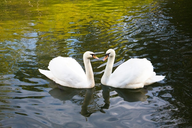 Twee witte zwanen zwemmen in het meer. Dit is liefde. Het concept van eeuwige liefde en loyaliteit. De familie Zwaan