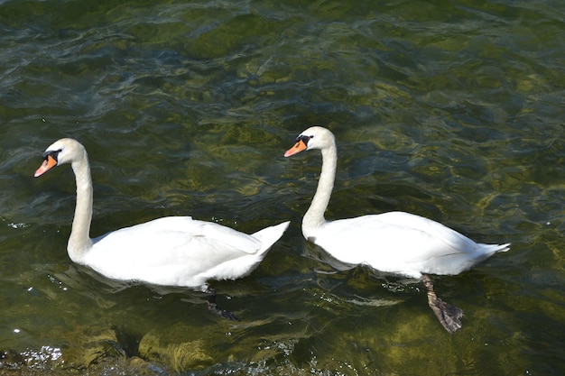 Twee witte zwanen zwemmen in het water