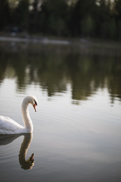 Twee witte zwanen zwemmen op de vijver