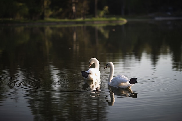 Twee witte zwanen zwemmen op de vijver