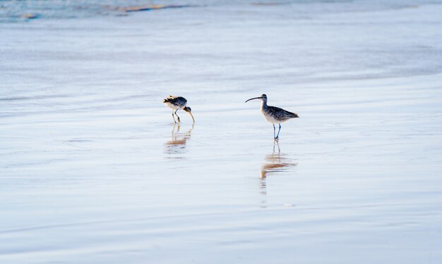 twee wulpen of numeniusvogel die op het strand lopen