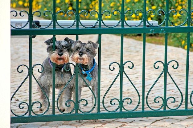 Twee Yorkshire terrier die door poort kijken