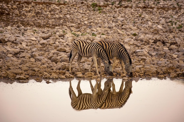 Twee zebra's die water drinken bij zonsopgang in Etosha National Park Namibië