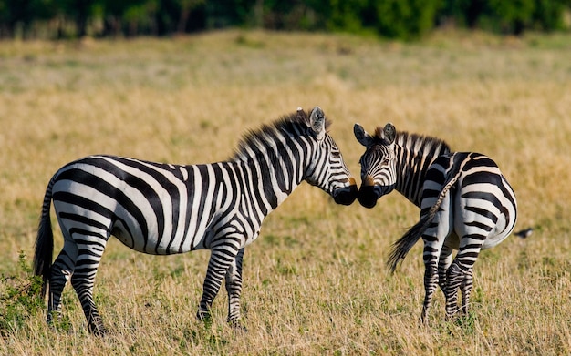 Twee zebra's in de savanne. Kenia. Tanzania. Nationaal Park. Serengeti. Maasai Mara.