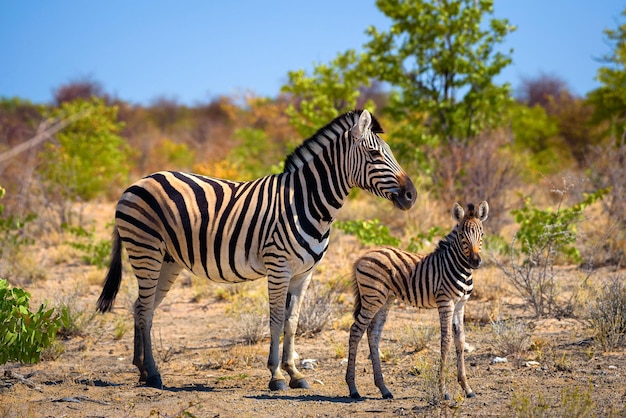 Twee zebra's in Etosha National Park Namibië