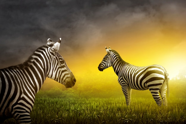 Twee zebra&#39;s op de weide