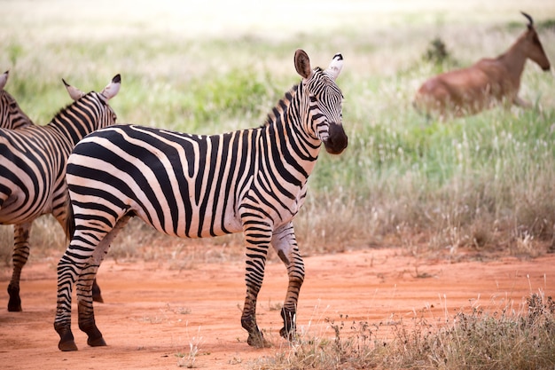 Twee zebra's staan in het uitgestrekte landschap van een savanne