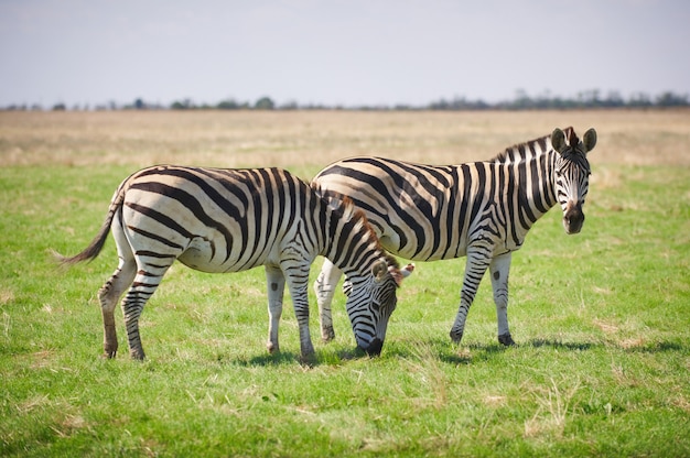 Twee Zebras die op gras weiden