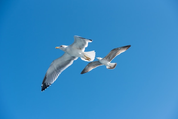 Foto twee zeemeeuwen in de blauwe lucht.