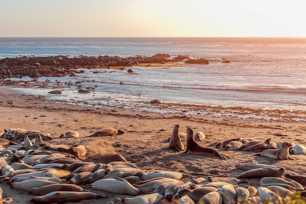 Twee zeeolifanten vechten en huilen naar elkaar op elephant seal vista point, san simeon, californië, vs.