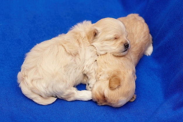 Twee zeer kleine maltipu-puppy's slapen in een omhelzing. fotoshoot op een blauwe achtergrond