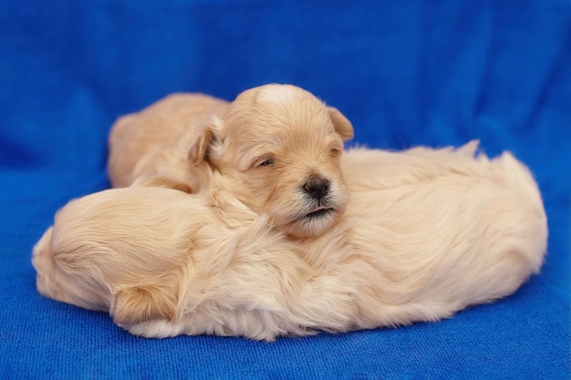 Twee zeer kleine maltipu-puppy's slapen in een omhelzing. fotoshoot op een blauwe achtergrond