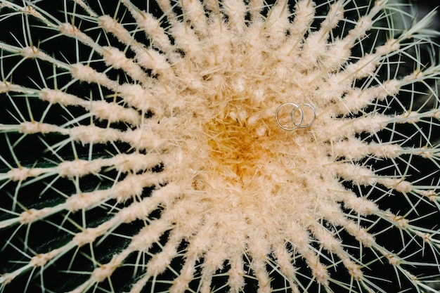 Twee zilveren trouwringen of twee witgouden ringen liggen op de achtergrond van een ronde tropische cactus Close up