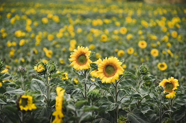 Twee zonnebloemen scherptediepte zonnebloemen