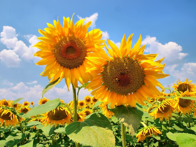 Twee zonnebloemen staan in een veld met een blauwe lucht erachter.