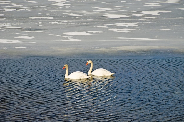 Twee zwanen op de rivier bij het ijs