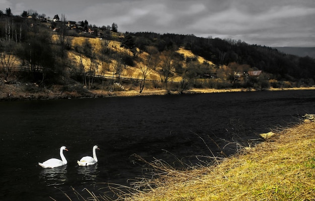 Twee zwanen op donkere rivier