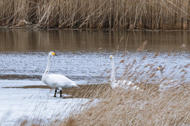 Twee zwanen op het ijs