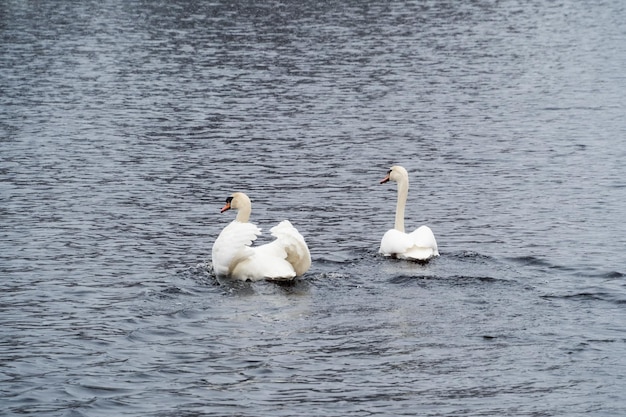 Twee zwanen op het meer zwanen paar verliefd paring spelletjes van een paar witte zwanen zwanen zwemmen op het water in de natuur valentijnsdag