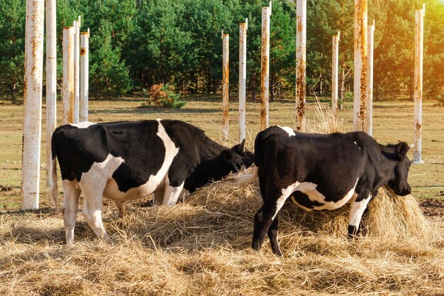 Twee zwart-witte koeien eten hooi op de achtergrond van metalen constructies