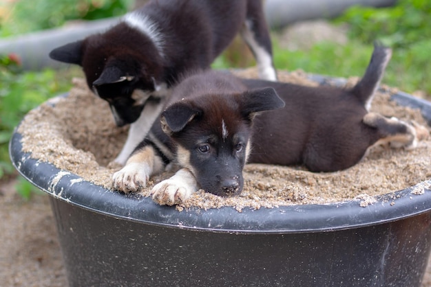 Twee zwart-witte puppy's in emmer zand Een ligt de tweede opgravingen Ondiepe scherptediepte Focus op de liggende puppy Horizontaal