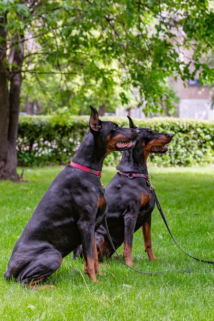 Twee zwarte dobermans die op het gras zitten