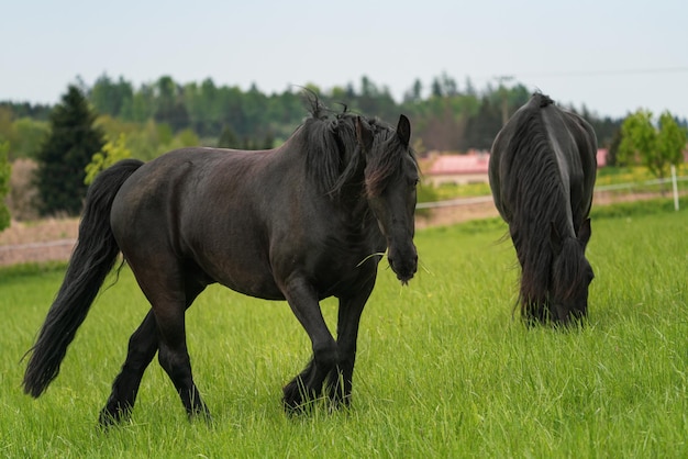Twee zwarte Friese paarden staan op de wei