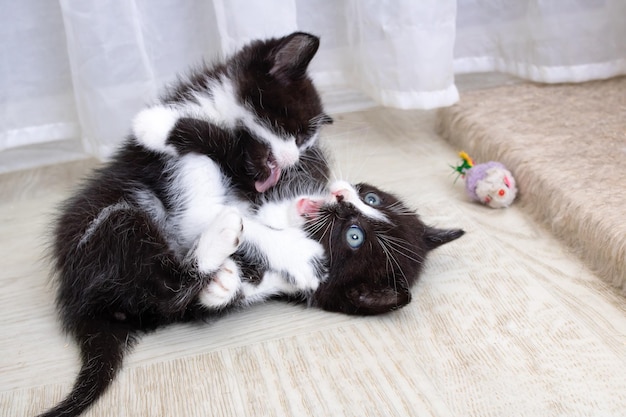 Twee zwarte grappige kittens spelen op de vloer