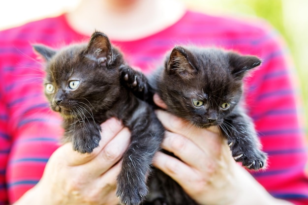 Twee zwarte kittens in de handen van de mens Huisdieren concept