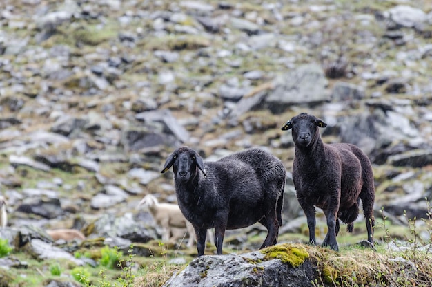 Twee zwarte schapen