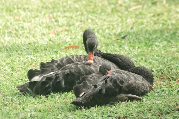 Twee zwarte zwanen op het gazon